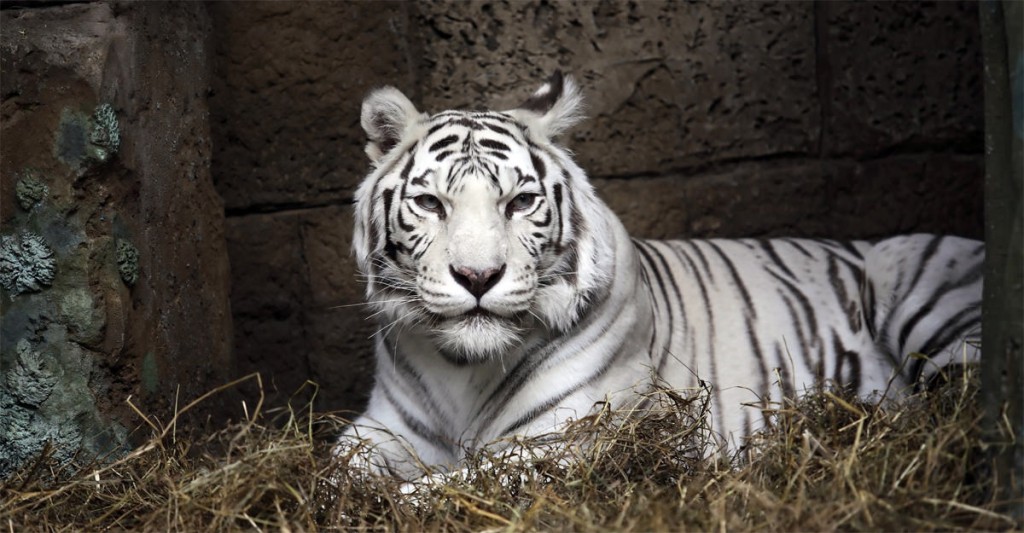 White Bengal Tiger