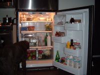 dog-in-fridge