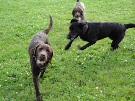 3-dogs-at-park