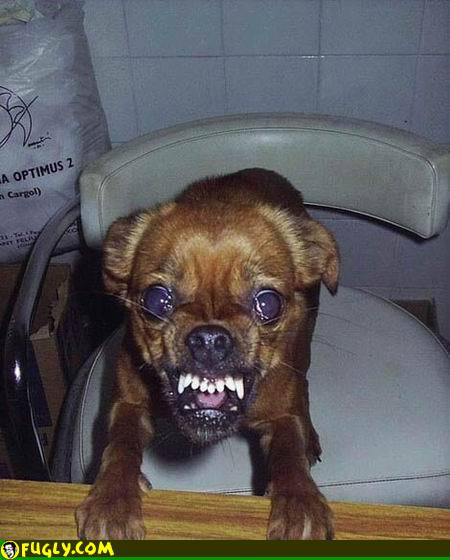 angry-demon-dog