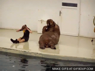 walrus-workout