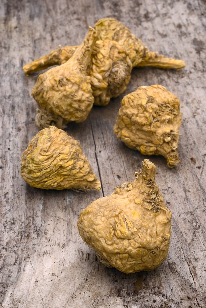 Peruvian ginseng or maca (Lepidium meyenii)