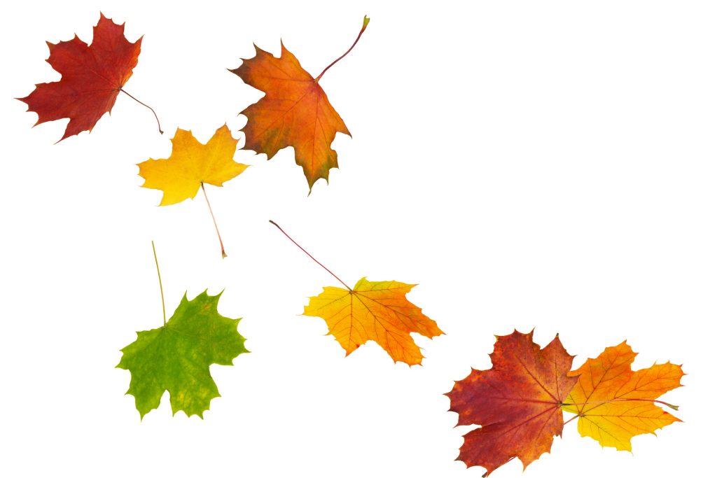 Seasonal Changes: Transition to the New and Turning Over a New Leaf