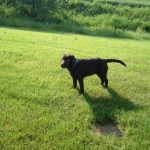 Bally on the Farm