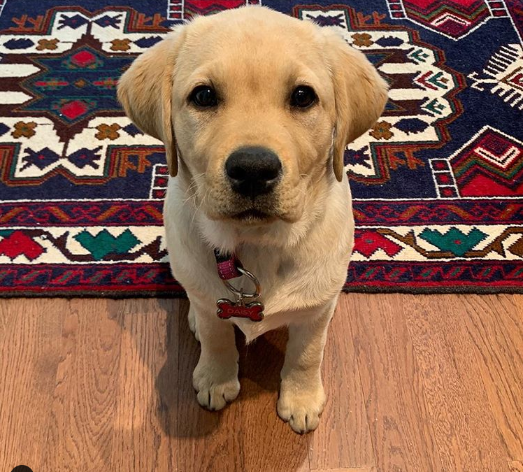 5 Powerful Life Lessons from Daisy The Dog to Help You Become Healthier, Wealthier, and Wiser